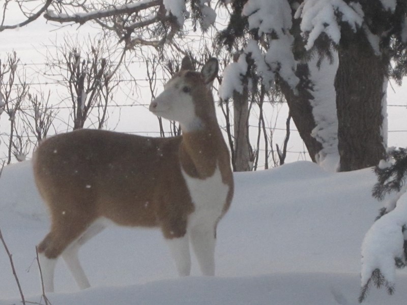 A unique deer has a look around.