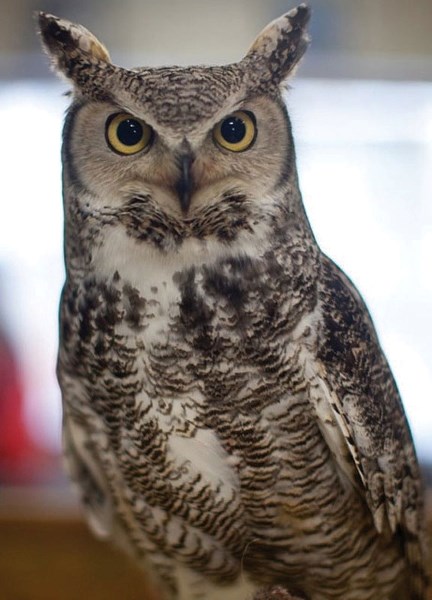 Otis at the Medicine River Wildlife Centre