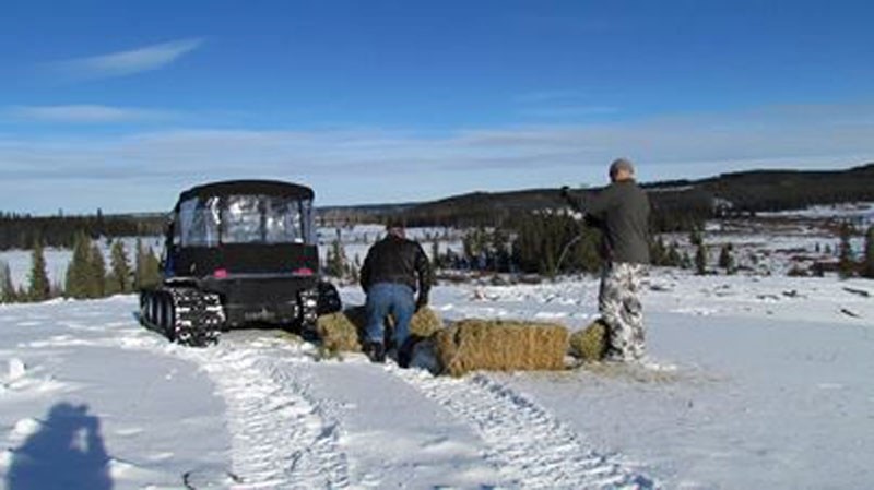 Opponents of the capture program put hay in a field.