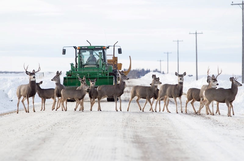 Deer walk on a road near Penhold.