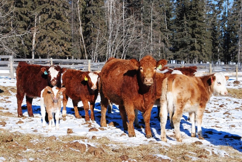 Cattle, including a new calf, on the Bowhay farm.