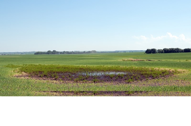 A rain soaked field outside Carstairs.