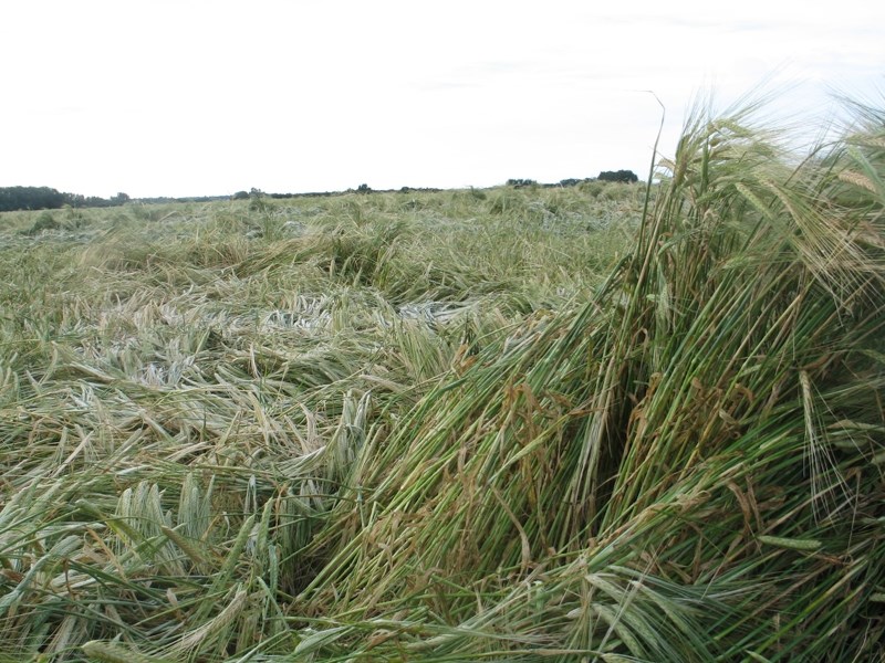 A barley field near Olds sustained some flattening of standing crop during last week&#8217;s snowstorms.