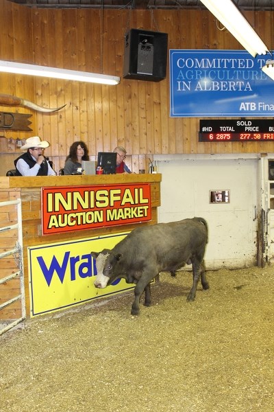 Cattle sold at the Innisfail Auction Market as well as at the Olds Auction Mart are fetching higher prices this year compared to last year.