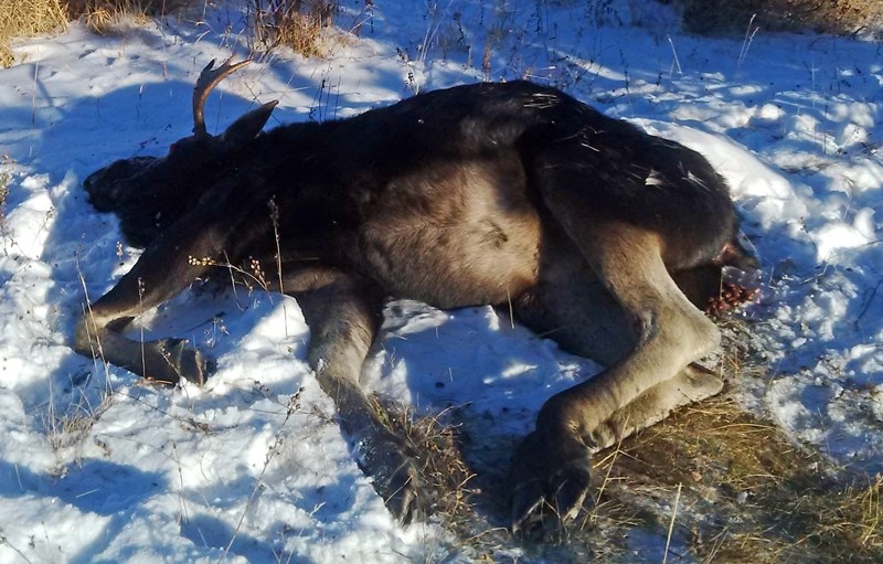 Fish and Wildlife officers are also looking for information on a bull moose that was shot north of Burnstick Lake Road and Rge. Rd. 64. Fish and Wildlife officers are looking 