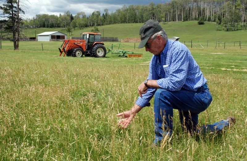 Ken Walker, who runs a cow-calf operation and grows hay west of Sundre, said this season has been a double whammy — early growth was stunted by extremely dry conditions while 