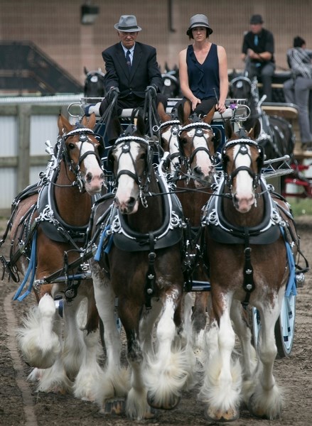 Allan Gordeyko guides the Willow Way Clydesdales team into the arena during the Central Alberta Draft Horse Classic at the grandstand on the Olds Regional Exhibition grounds