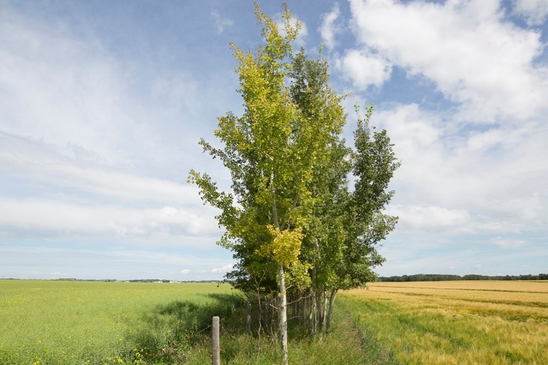 A row of trees separate a field of canola and a field of wheat southwest of Olds on Aug. 11. With this season&#8217;s steady rain crops are growing well but starting to