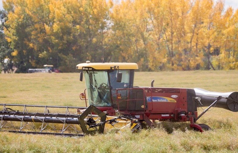 A swather works in a field east of Olds last week. Harvest is behind schedule across the province, Alberta Agriculture officials said.