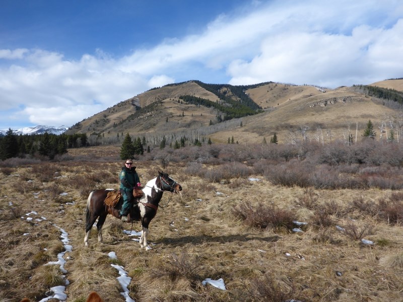 Lisa Schrader, Alberta Environment and Parks lands officer, rides along low ground west of Sundre.