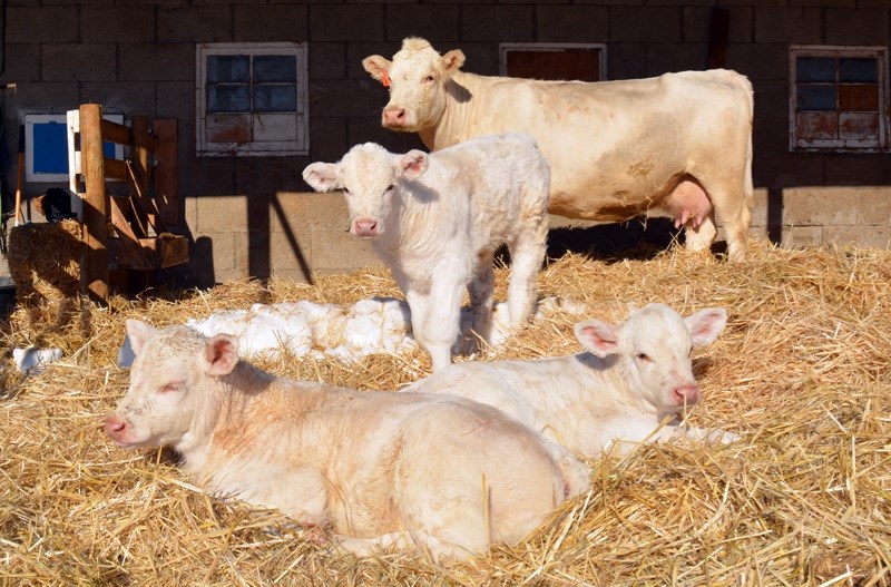 The Rasmussen family, owners of the HEJ Charolais farm southeast of Innisfail, welcomed their first set of Charolais triplets on Jan. 18.