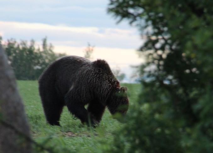 A grizzly bear wanders near Anne Woods&#8217; acreage west of Didsbury.