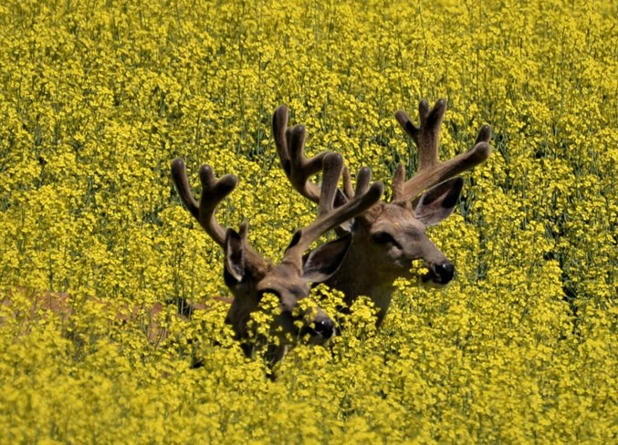 web canola cropJPG