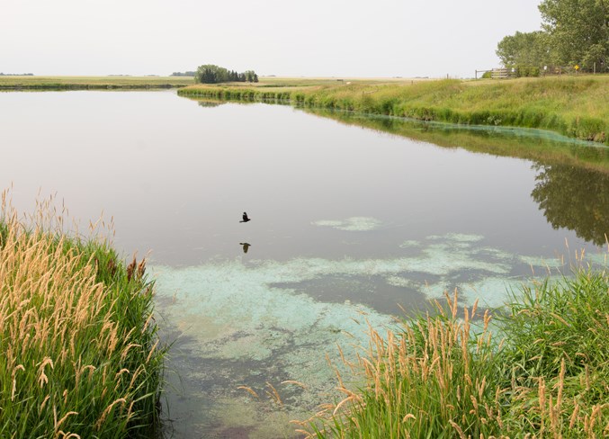 Blue-green algae floats on the surface of Hiller&#8217;s Dam.