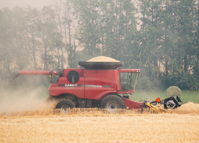 A farmer in a combine north of Olds on Aug. 23.