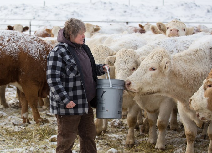 FEEDING TIME &#8211; Lillian Dowell feeds cattle on her Didsbury-area farm.