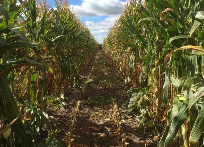 web corn silage