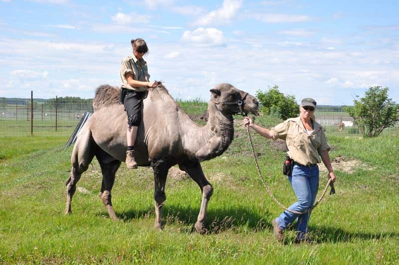 Cleaver, the zoo&#8217;s 14-year-old Bactrian camel, died last week of an enlarged heart.