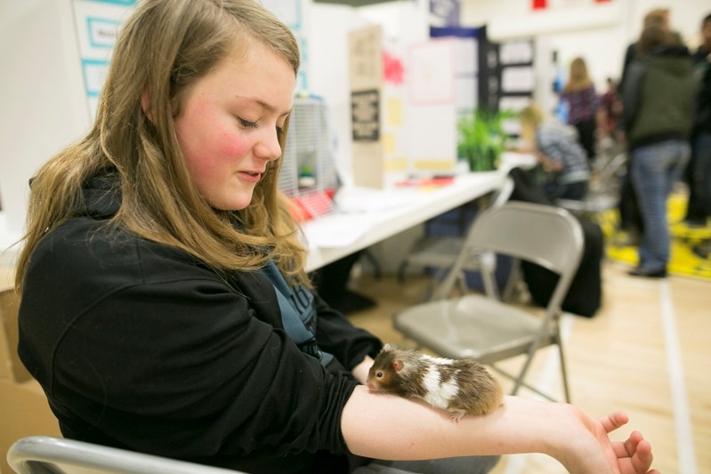 Grade 8 student Megan Peters with a hamster, the star of her Bowden Grandview Science Fair project entitled Hamsters and Their Memories, a project she did with Dalene Jakob.