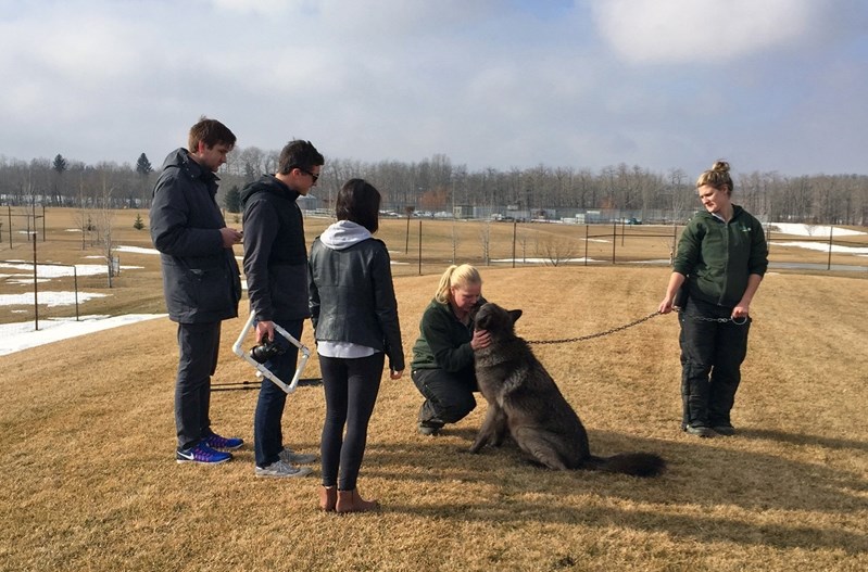 Students from Mount Royal University in Calgary, left, were in Innisfail on Feb. 20 to film a video about the town for the Small Town Saturday Night contest. The final round