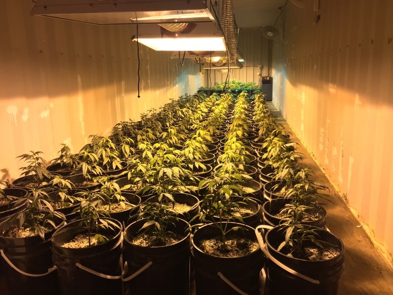 More than 700 marijuana plants were seized from an illegal grow-op on a rural property just east of Innisfail on March 24.