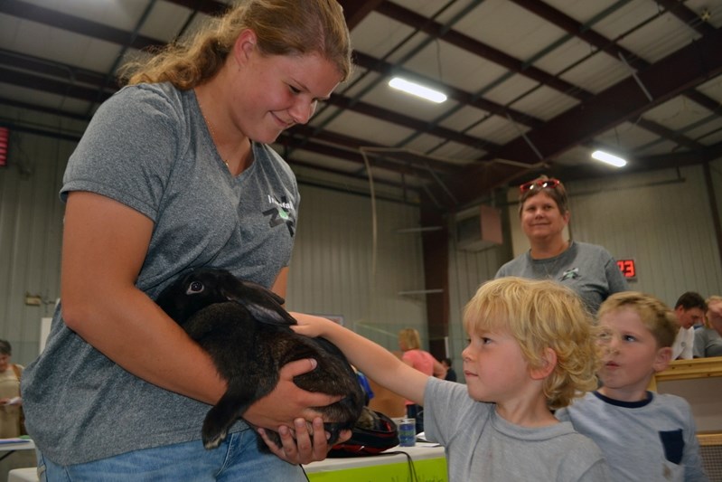 Four-year-old Reuben Vesey pets Black Jack, a bunny brought to the fall registration night by Katherine Gabert, a member of the Innisfail Nails, Needles, and Noses 4-H Club.