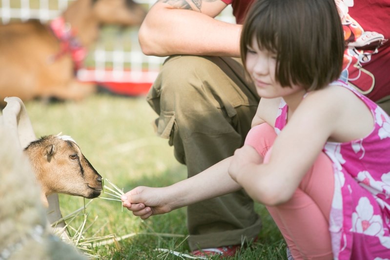 Bella Pears feeds a goat at the Family Festival petting zoo.