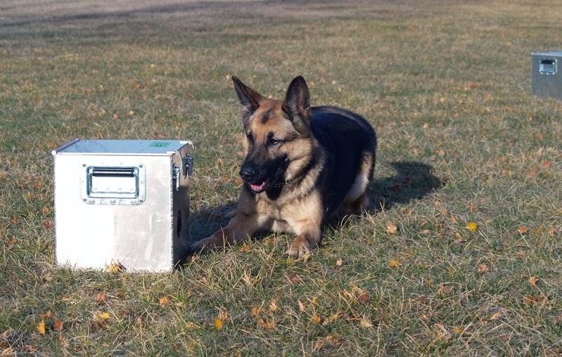 Police Service Dog Genie confirming the presence of human remains odour that is concealed in a training scent box.