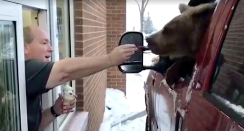 Mark Kemball, owner of Innisfail&#8217;s Dairy Queen outlet, offers Berkley the bear a treat at the drive-thru last week. The incident is being investigated by Alberta