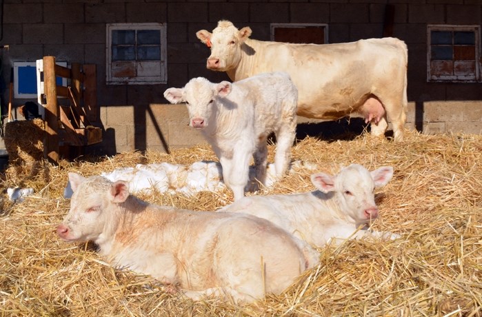 The Rasmussen family, owners of the HEJ Charolais farm southeast of Innisfail, welcomed their first set of Charolais triplets on Jan. 18.