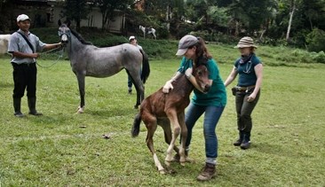 American vet student Sarah Appleby, centre, and Katarina Purich, behind, prepare a foal for a health exam and vaccination. Many horses in Costa Rica do not receive regular