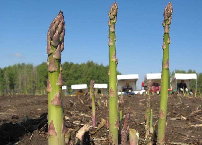 Web Asparagus Festival 1