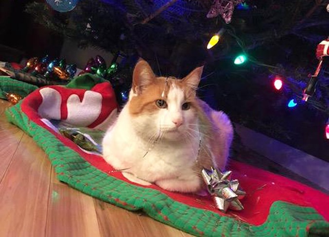 Mikey sitting under a Christmas tree at his family home.