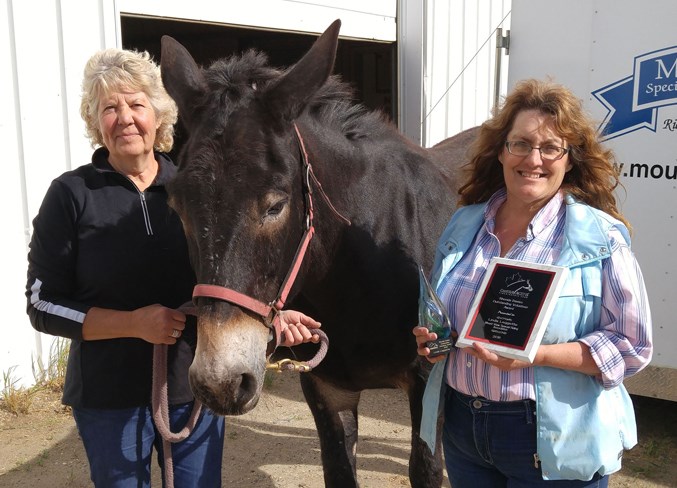 Web TherapeuticRidingAward