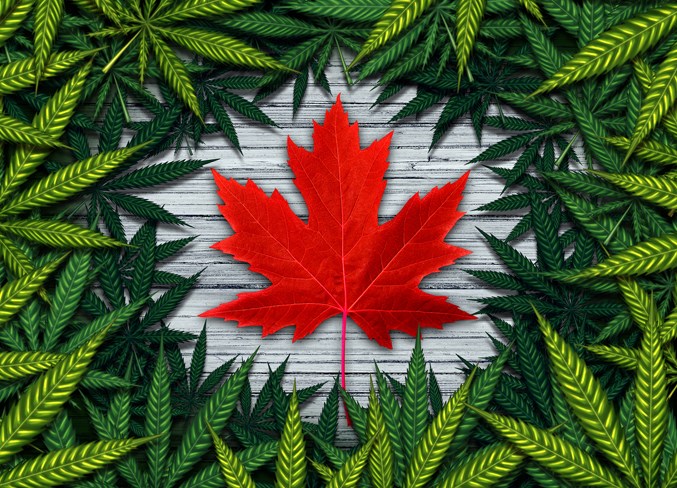 Canadian Marijuana