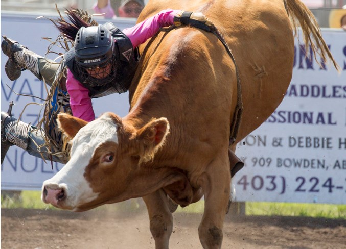 Courtney Lavalley gets bucked off during her ladies cow riding run.