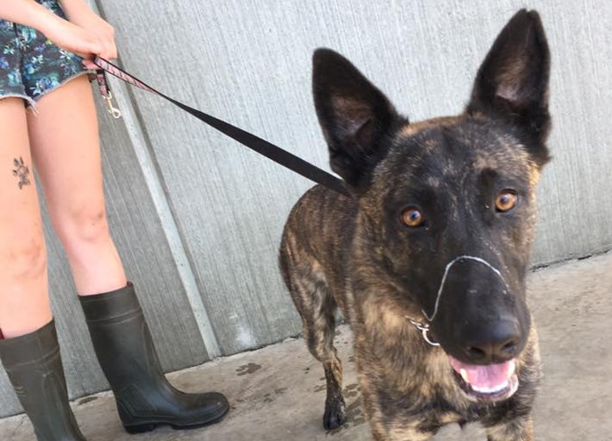 One of eight dogs seized from the Bluebird Motel in Innisfail.