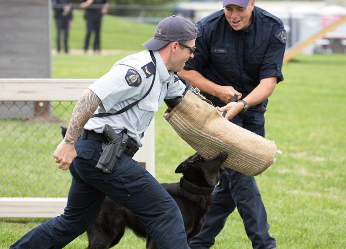 RCMP Dogs 2