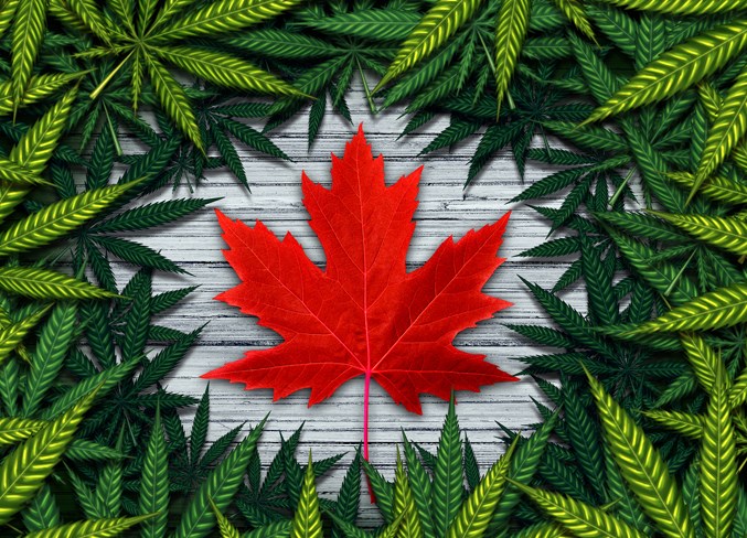 Canadian Marijuana