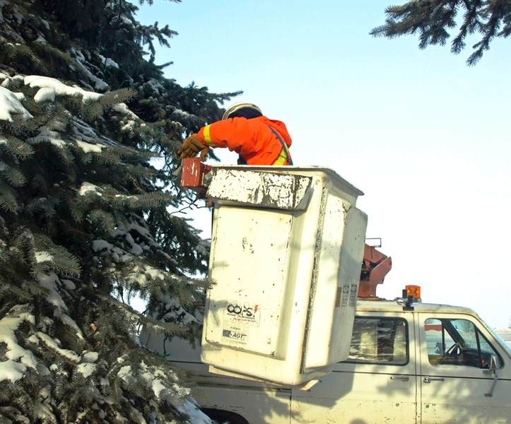 A town worker decorates pine trees for the Christmas season on Dec 10.