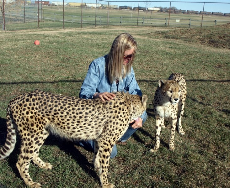 New cheetahs, Robin and Annie, promise to be the star attractions for the zoo&#8217;s 2014 season.