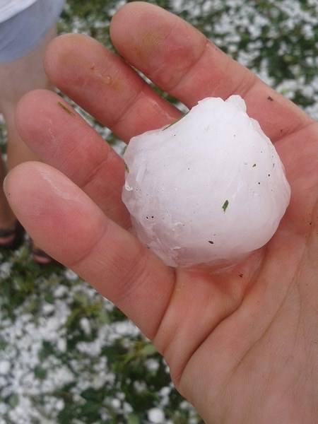 Golf ball-sized hail fell throughout Innisfail and area on Aug. 7, causing significant damage to local crops.