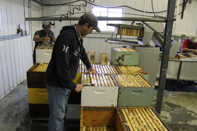 Kevin Nixon pulls honey frames out of a field box in the extraction room. The wax is cleaned off the surface, and the frame is spun to gather the honey.