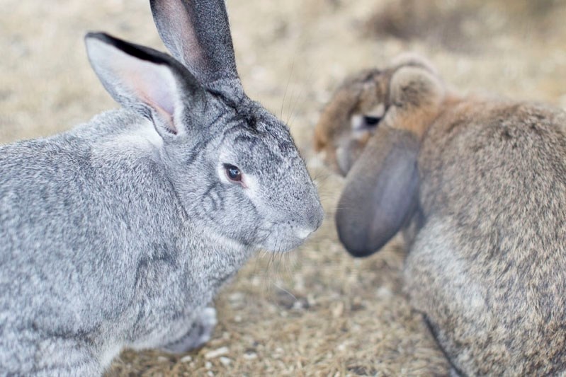 Potter (left) and Ron are the new bunnies that are certain to thrill many children at local schools.