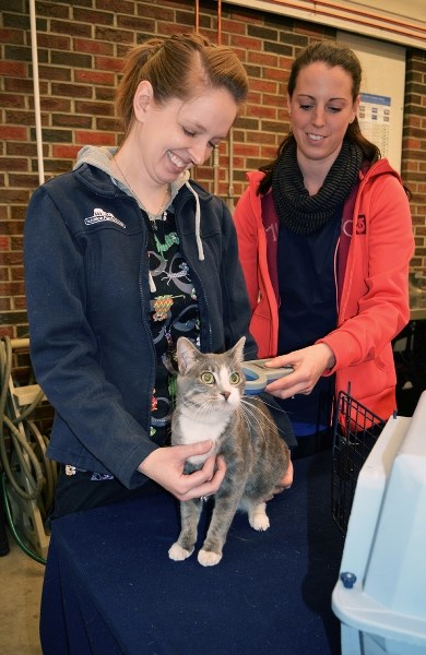 Jocie Stiles, left, from the Red Deer &#038; District SPCA, and Tara Miller, a veterinary technician with Lomsness Veterinary Hospital in Red Deer, right, scan the microchip