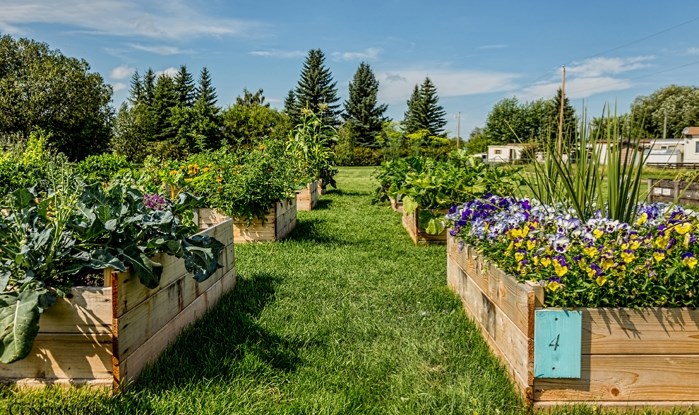 The Penhold Community Gardens is open for its third season.