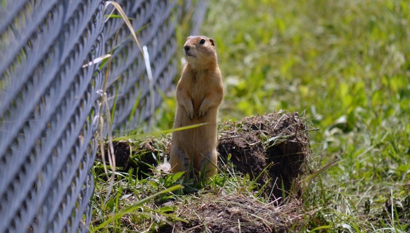 Gophers, like this one seen here in Innisfail recently, are becoming an increasing concern for some Penhold residents.