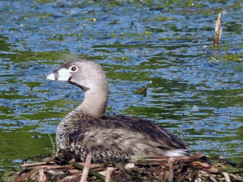 A female pied grebe rests on her nest during a recent gorgeous afternoon at Daines&#8217; Pond.