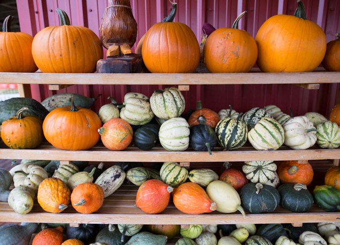 Pumpkins and vegetables on display at the Jungle Farm on Sept. 15.