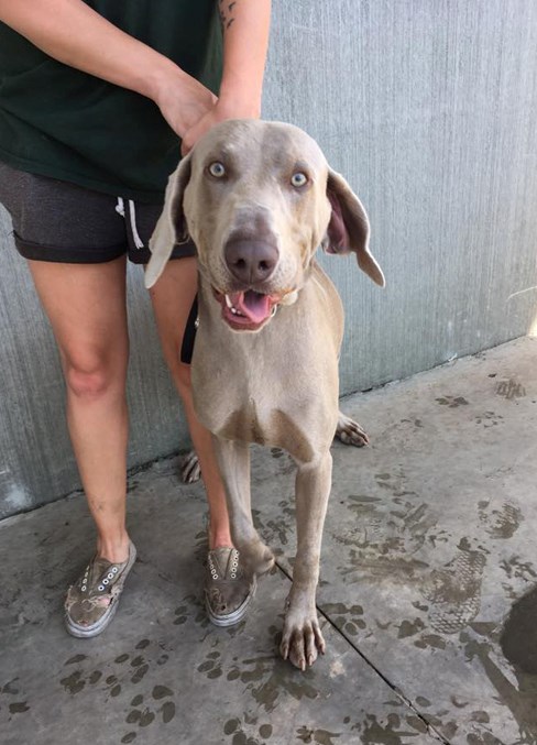 One of eight dogs seized by RCMP from an Innisfail motel room last July.